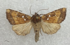 Papaipema harrisii