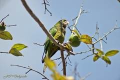 Eupsittula nana