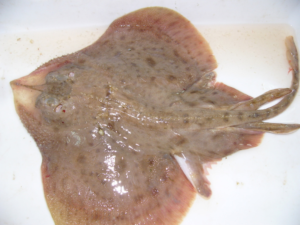 Smooth Skate