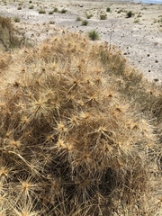 Spinifex sericeus