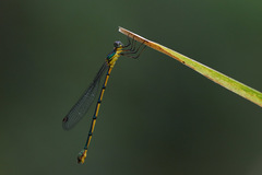 Synlestes selysi