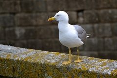 Larus michahellis