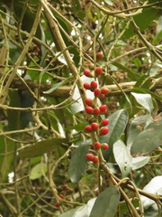 Citharexylum