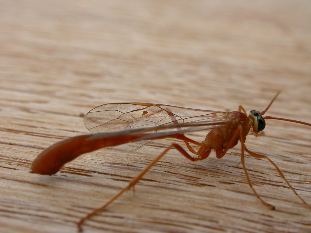 Enicospilus skeltonii