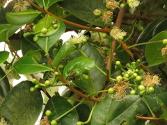 Myrcianthes
