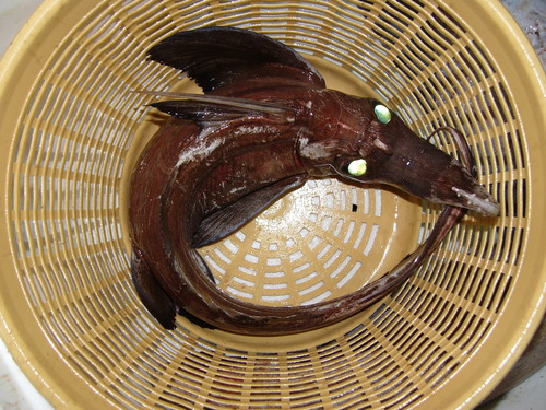 Smallspine spookfish (Harriotta haeckeli) — Rhinochimaeridae — 3