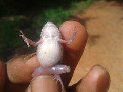 Arthroleptis stenodactylus