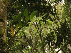 Epidendrum excisum