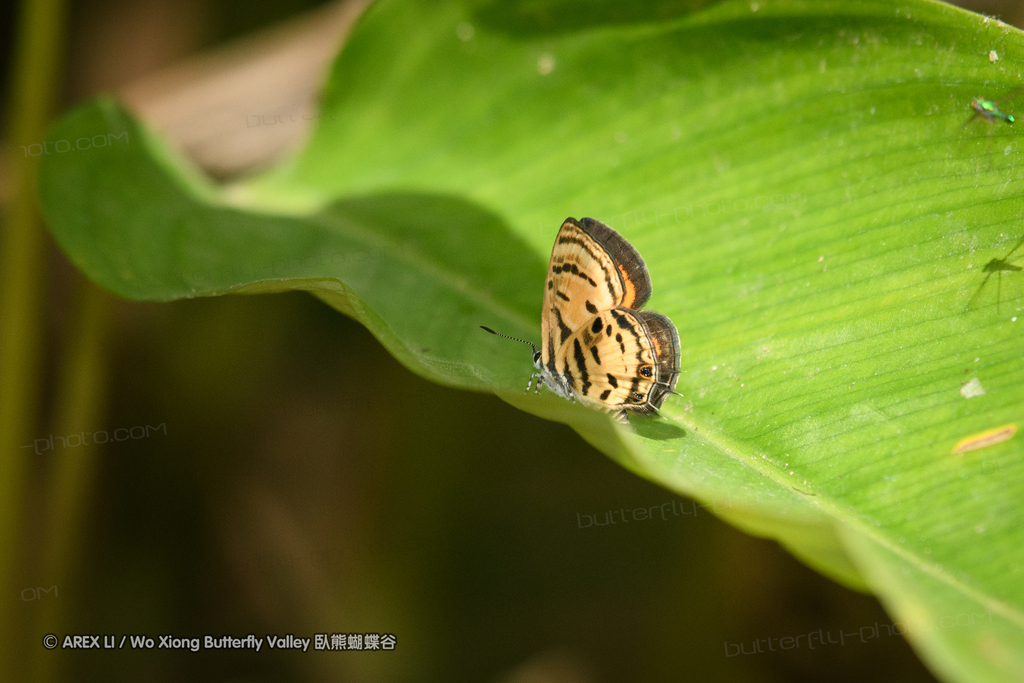 Neurellipes erythropoecilus