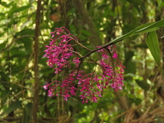 Epidendrum porphyreum