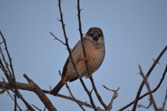 Passer domesticus