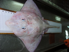 Deepwater Ray photo 3