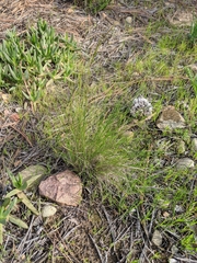 Nassella lepida