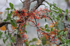 Psittacanthus ramiflorus