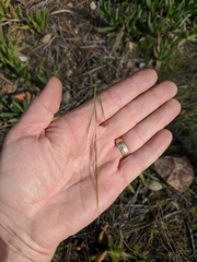 Nassella lepida
