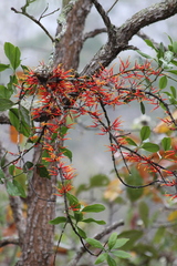 Psittacanthus ramiflorus