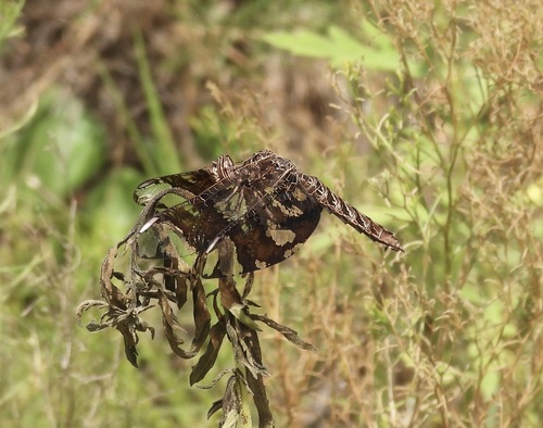 Filigree Skimmer photo 6