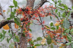 Psittacanthus ramiflorus