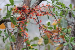 Psittacanthus ramiflorus