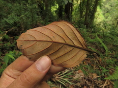 Nectandra