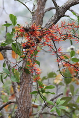 Psittacanthus ramiflorus