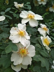 Rosa