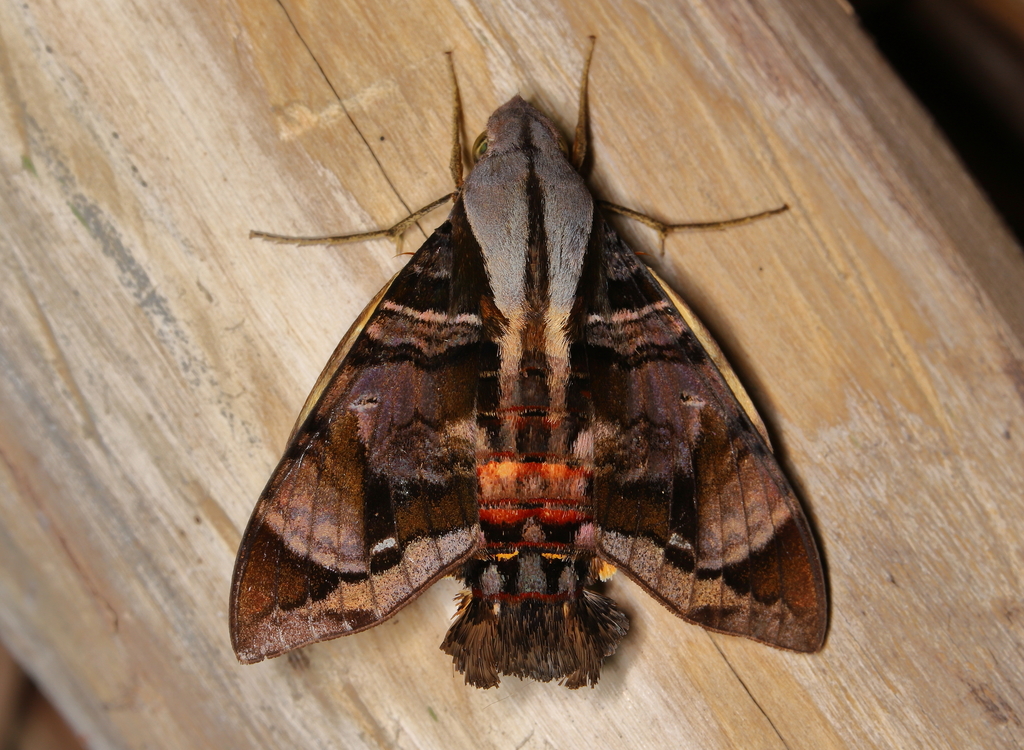 Cuban Sphinx