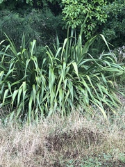 Phormium cookianum