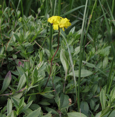 Draba sibirica