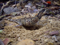 Acanthosaura meridiona