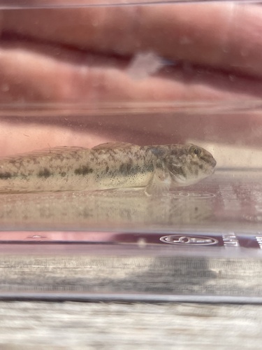 Darter goby (Ctenogobius boleosoma) — Gobiidae — 5
