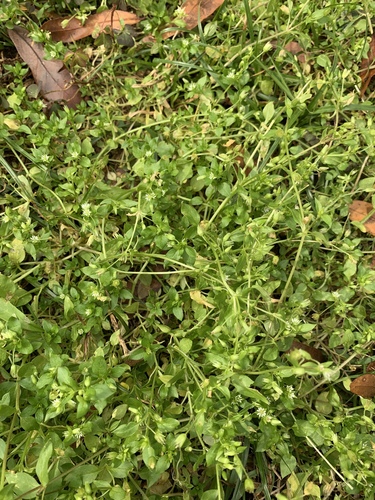 Stellaria media image