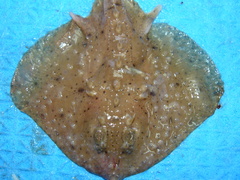 Amblyraja radiata
