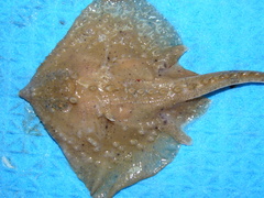 Amblyraja radiata