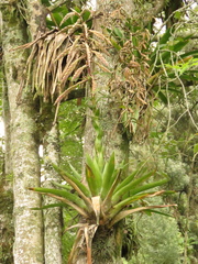 Tillandsia fendleri