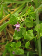 Clinopodium brownei
