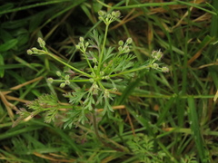Daucus montanus
