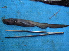 Apristurus