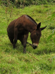 Equus asinus × caballus