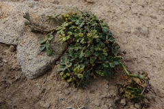 Apium prostratum filiforme