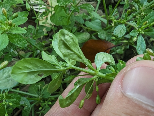 Image of Slender Carpet-Weed (Glinus oppositifolius) by (c) 潘立傑 LICHIEH_PAN, some rights reserved (CC BY)