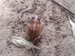 Arthroleptis stenodactylus