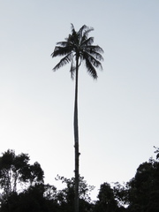 Ceroxylon quindiuense