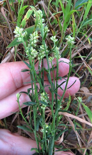Image of Senega nuttallii by (c) Annika Lindqvist, some rights reserved (CC BY)