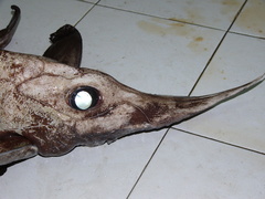 Narrownose Chimaera photo 5