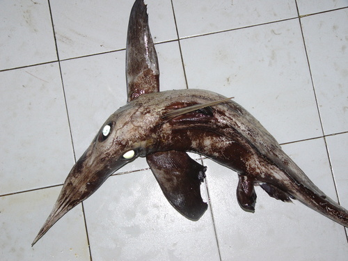 Smallspine spookfish (Harriotta haeckeli) — Rhinochimaeridae
