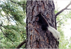 Sciurus aberti kaibabensis