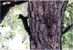 Sciurus aberti kaibabensis