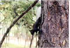 Sciurus aberti kaibabensis