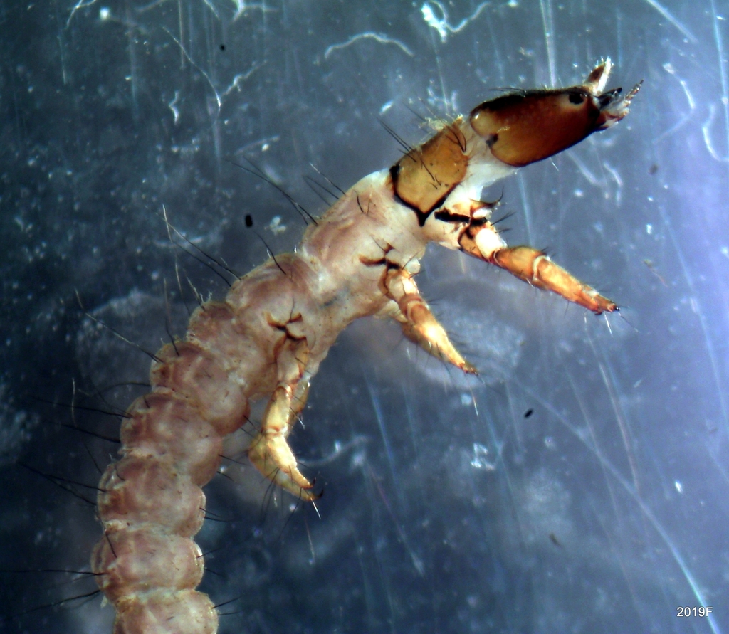 Rhyacophila vofixa